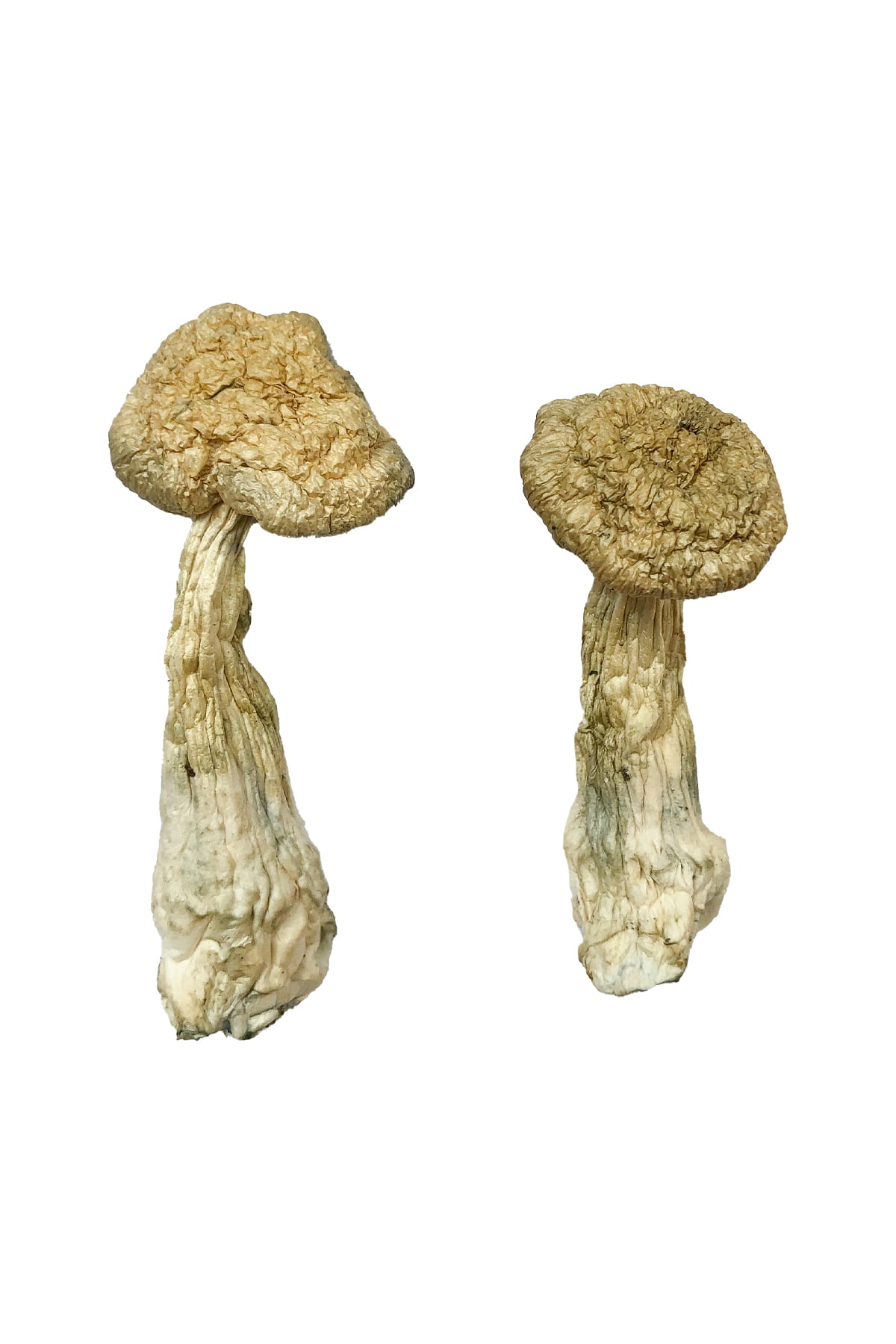 Leucistic Burma