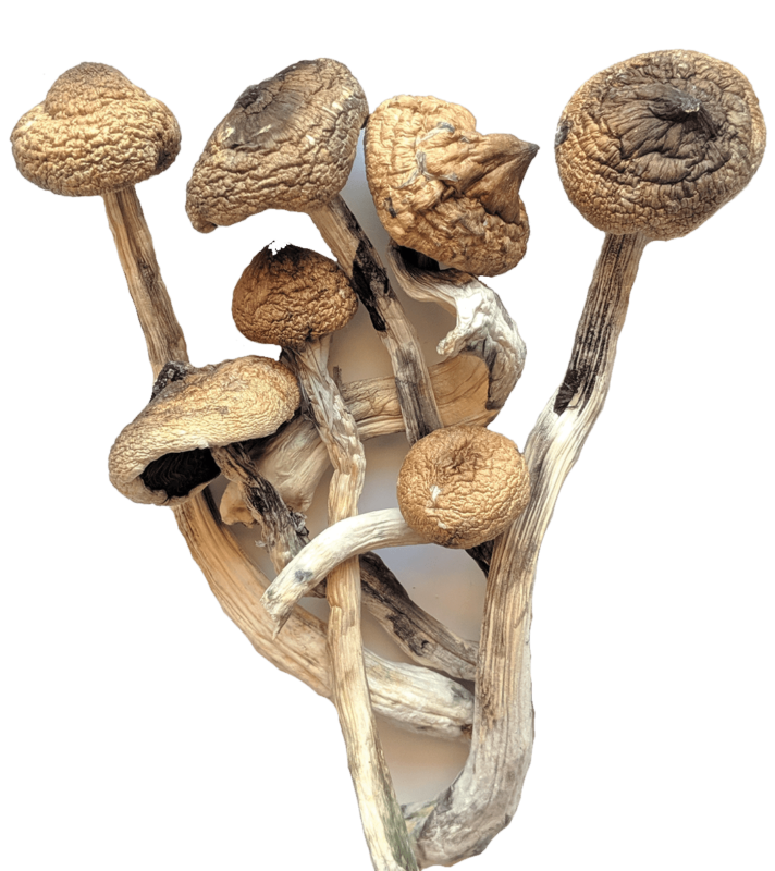 Psychedelics Hubs